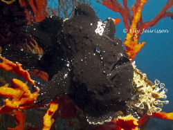 Black Beauty
Giant Frogfish (Antennarius commerson) by Elly Jeurissen 